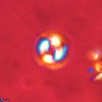 Coccolithus formosus VR 00921