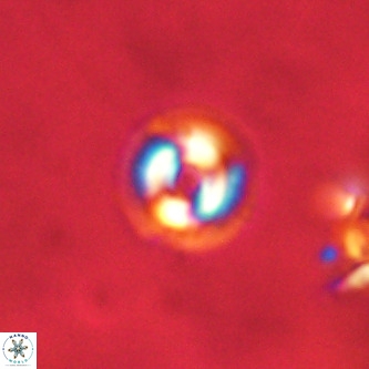 Coccolithus formosus VR 00921