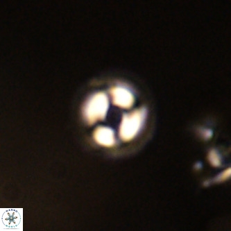 Coccolithus formosus VR 00923