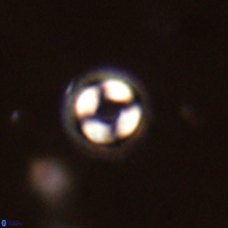 Coccolithus formosus VR 02066