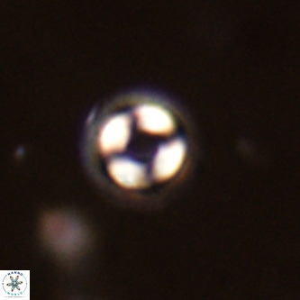 Coccolithus formosus VR 02066