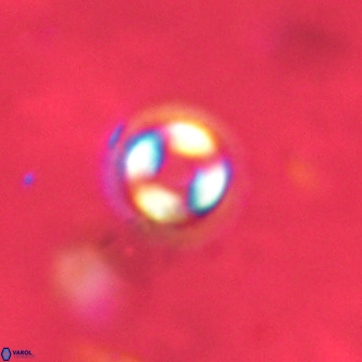 Coccolithus formosus VR 02067