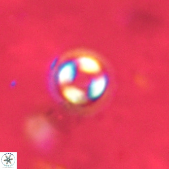 Coccolithus formosus VR 02067