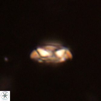 Coccolithus formosus VR 02071