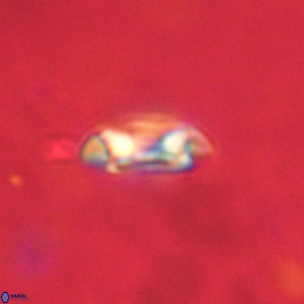 Coccolithus formosus VR 02073