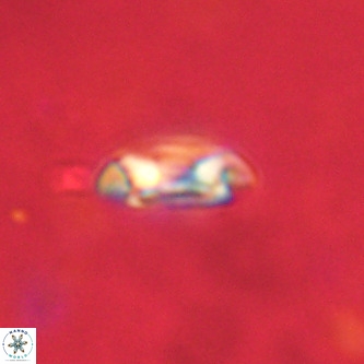 Coccolithus formosus VR 02073