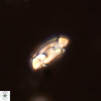 Coccolithus formosus VR 02075
