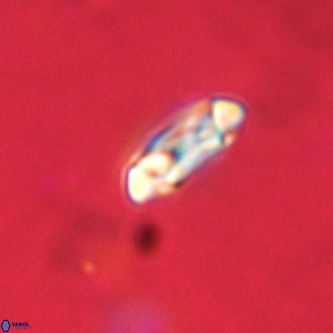 Coccolithus formosus VR 02077