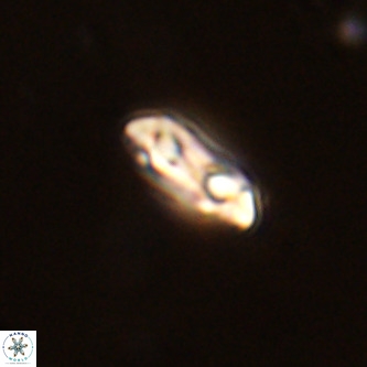 Coccolithus formosus VR 02080