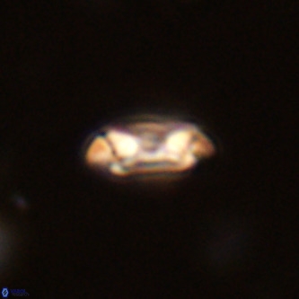 Coccolithus formosus VR 02087