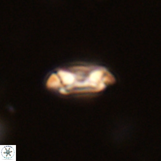 Coccolithus formosus VR 02087