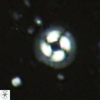 Coccolithus formosus VR 02512
