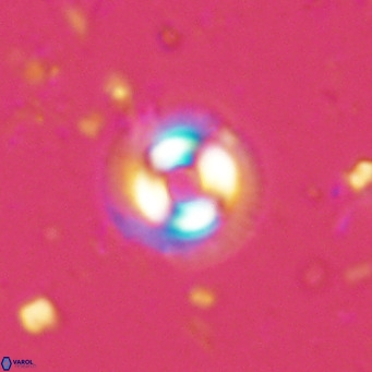 Coccolithus formosus VR 02513