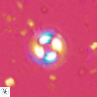 Coccolithus formosus VR 02513