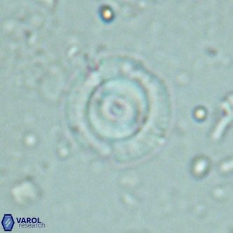 Coccolithus formosus VR 02514