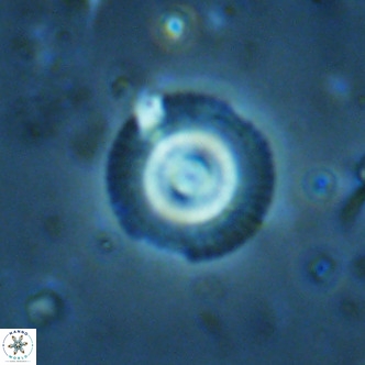 Coccolithus formosus VR 02515