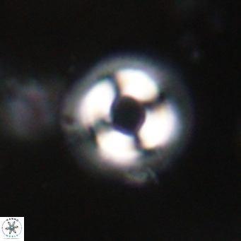 Coccolithus formosus VR 30764