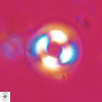 Coccolithus formosus VR 30765