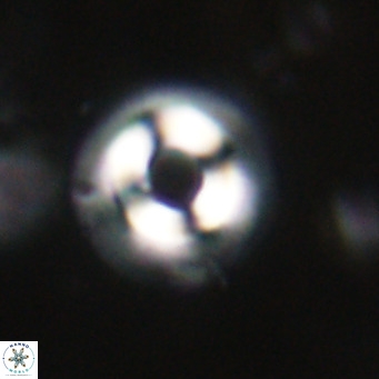 Coccolithus formosus VR 30768
