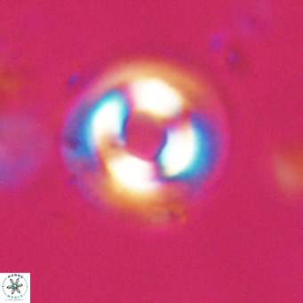 Coccolithus formosus VR 30769