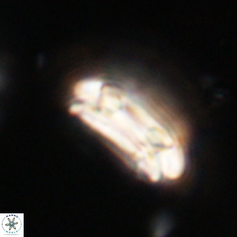 Coccolithus formosus VR 30771