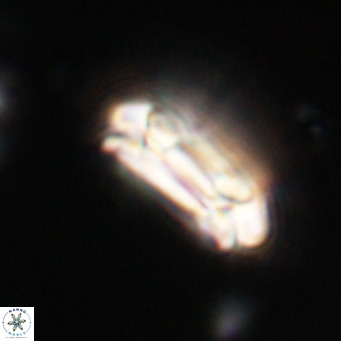 Coccolithus formosus VR 30772