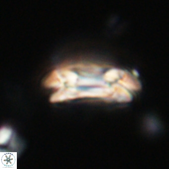 Coccolithus formosus VR 30775