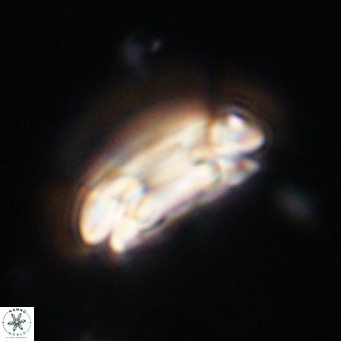 Coccolithus formosus VR 30778