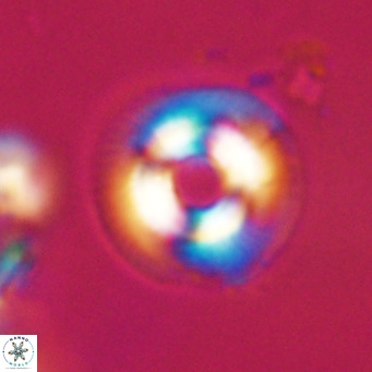 Coccolithus formosus VR 30781