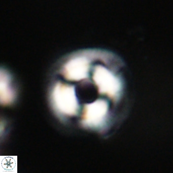 Coccolithus formosus VR 30782