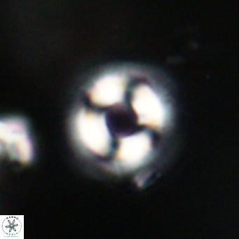 Coccolithus formosus VR 30783
