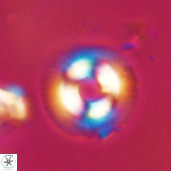 Coccolithus formosus VR 30784