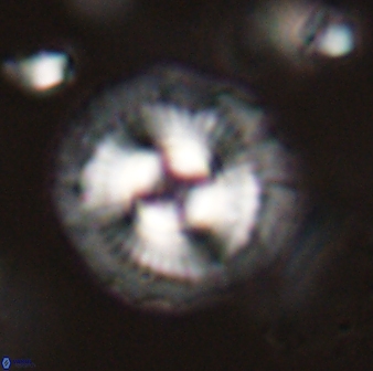 Coccolithus gracejacovidesiae 58951