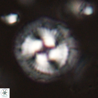 Coccolithus gracejacovidesiae 58951