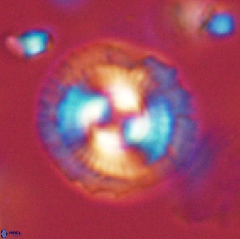 Coccolithus gracejacovidesiae 58952