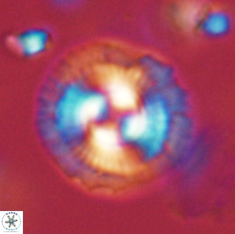 Coccolithus gracejacovidesiae 58952