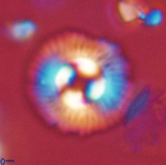 Coccolithus gracejacovidesiae 58953