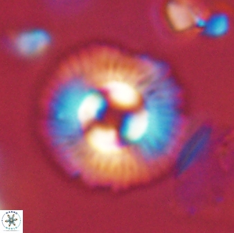 Coccolithus gracejacovidesiae 58953
