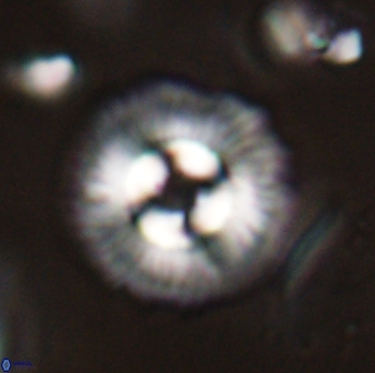 Coccolithus gracejacovidesiae 58954