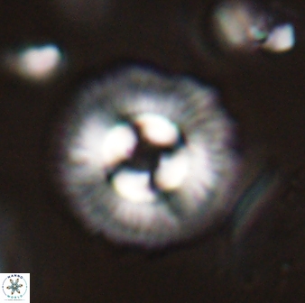 Coccolithus gracejacovidesiae 58954