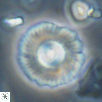 Coccolithus gracejacovidesiae 58961