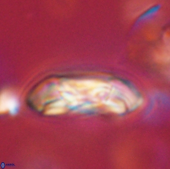 Coccolithus gracejacovidesiae 58968