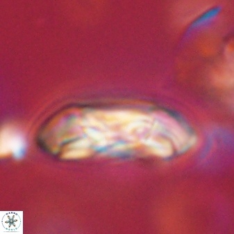 Coccolithus gracejacovidesiae 58968