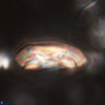 Coccolithus gracejacovidesiae 58969