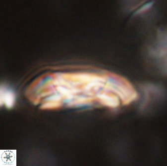 Coccolithus gracejacovidesiae 58969