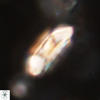 Coccolithus gracejacovidesiae 58973