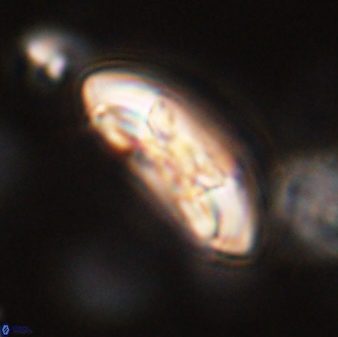 Coccolithus gracejacovidesiae 58978
