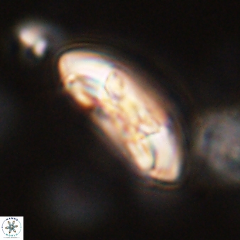 Coccolithus gracejacovidesiae 58978