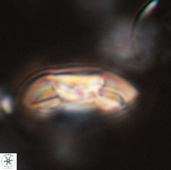 Coccolithus gracejacovidesiae 58981