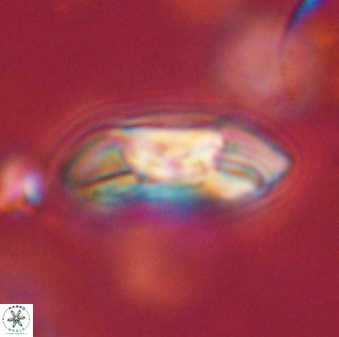 Coccolithus gracejacovidesiae 58982